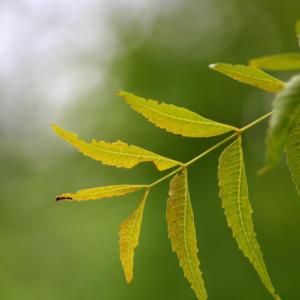 Neem Leaves